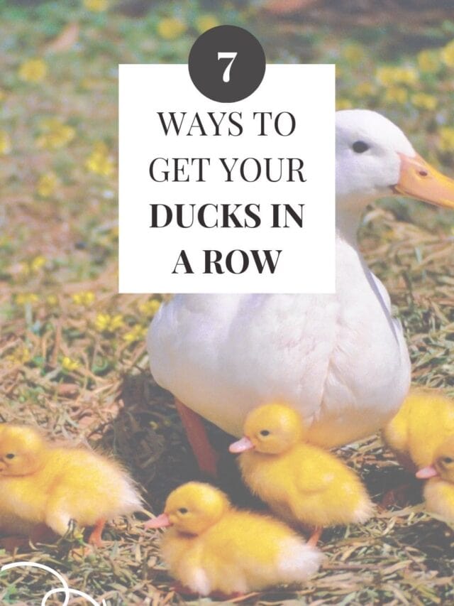 7 ways to get your ducks in a row (and your life in order)