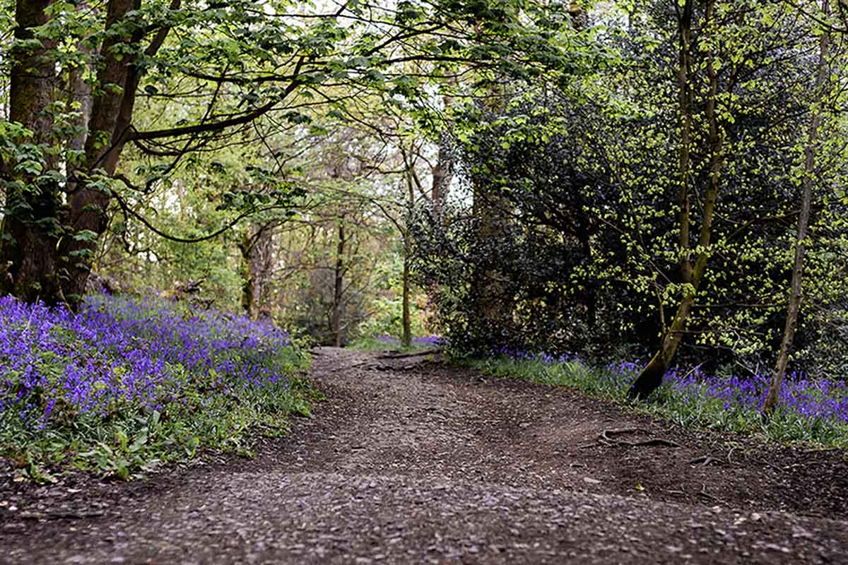 Wooded path with purple flowers